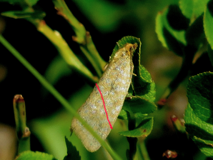 Richiesta di identificazione